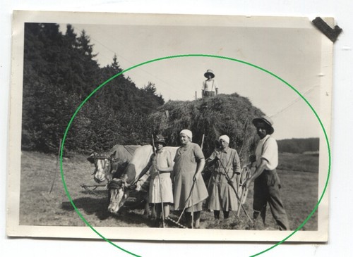 Ww2 foto buoi mucca - foto,